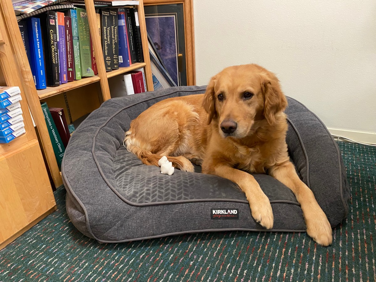 New Leash on&nbsp;Life